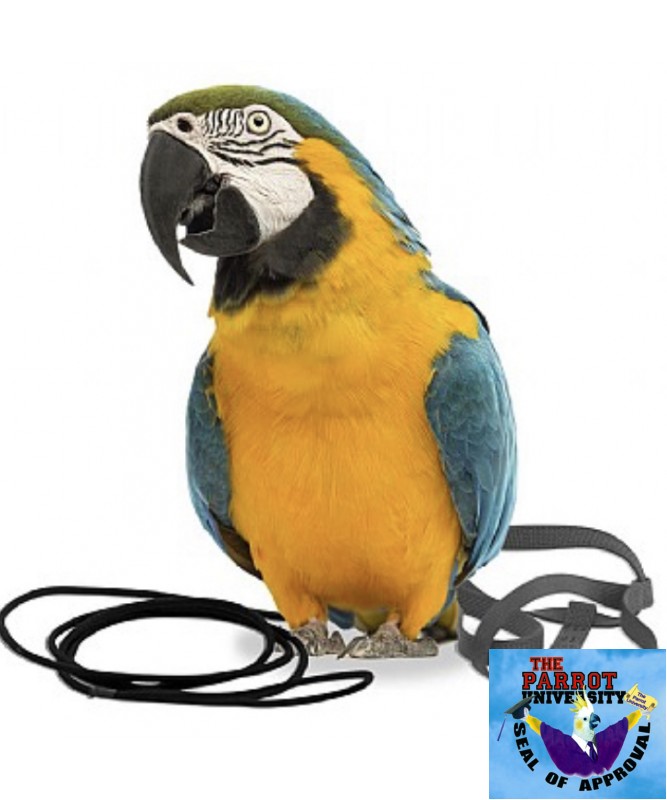 Mini Blue The AVIATOR Pet Bird Harness and Leash